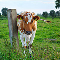 photograph of a cow
