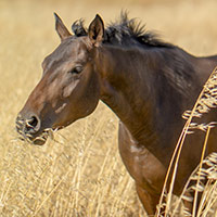 photograph of a horse