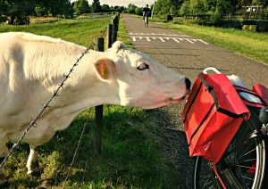 bovine checking out a bicycle bag