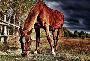 lone horse