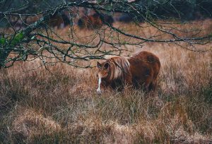 pony in tall grass