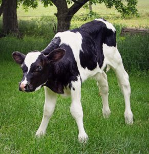 holstein calf