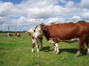 polled herefords